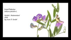 Herbar Lathyrus palustris