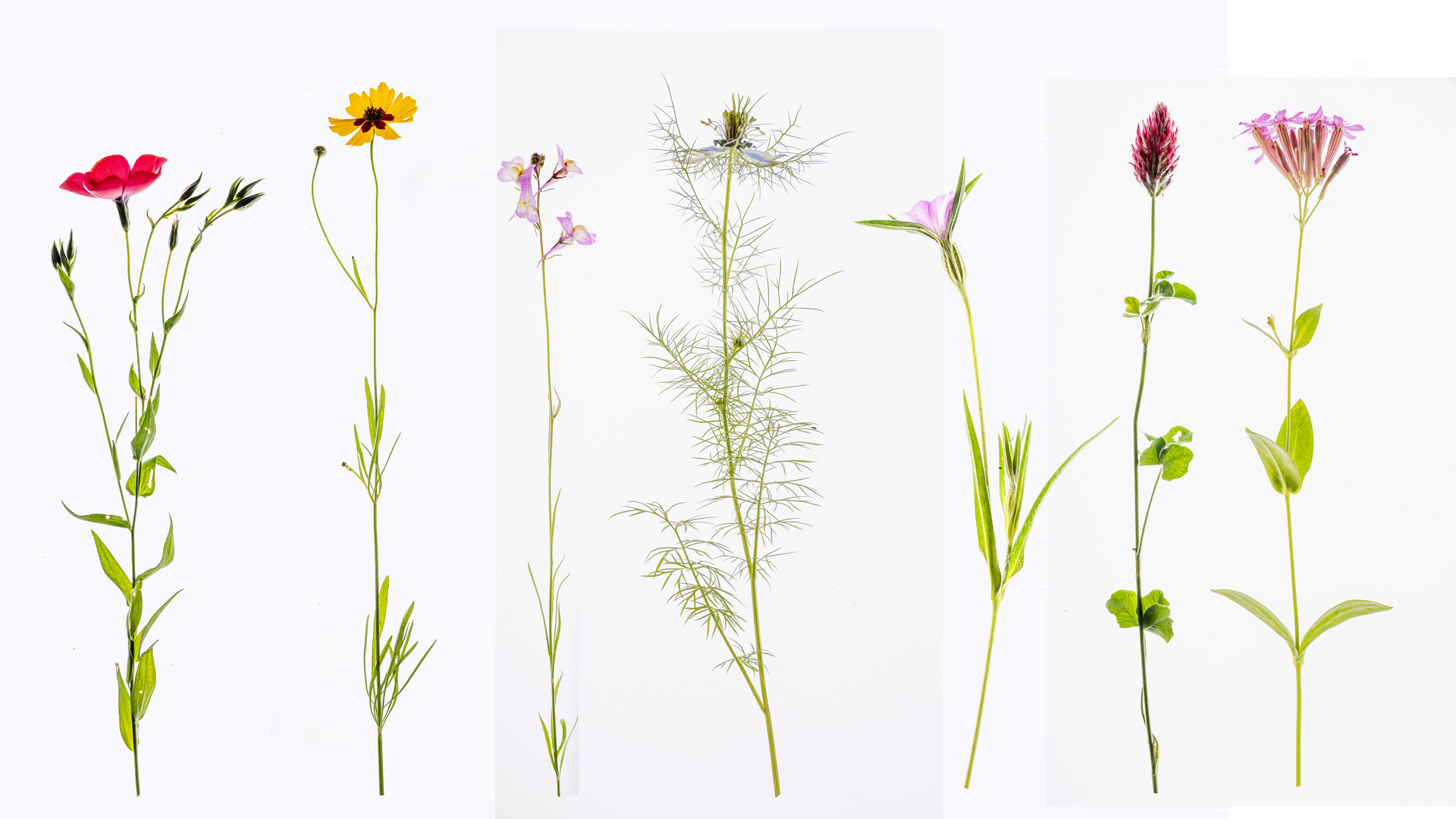 Herbarium 1 Foto & Bild pflanzen, pilze & flechten, blüten