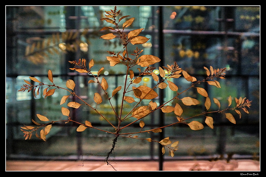 Herbarium Foto & Bild | deutschland, europe, nordrhein- westfalen ...