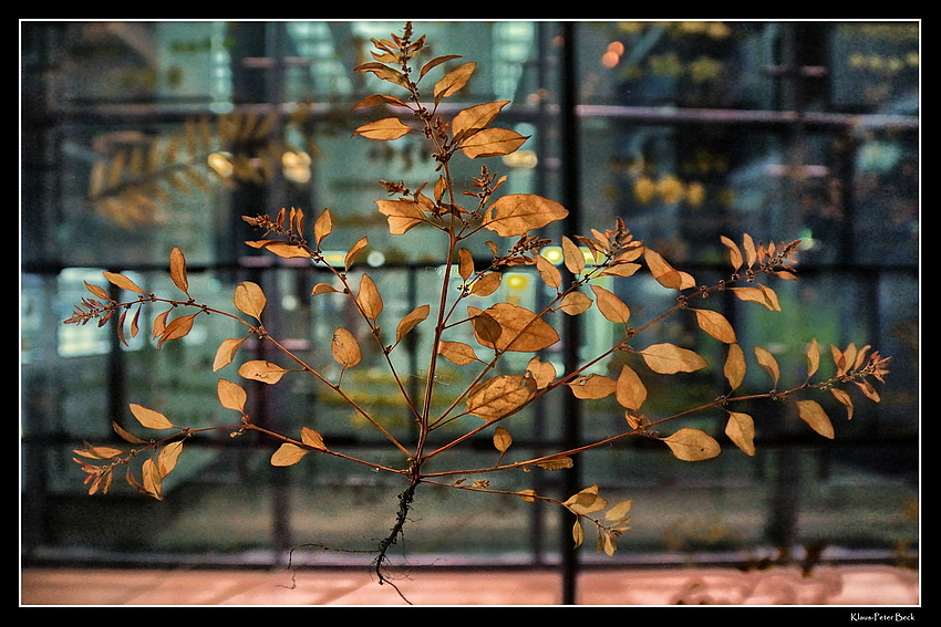 Herbarium