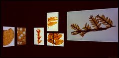 Herbarium