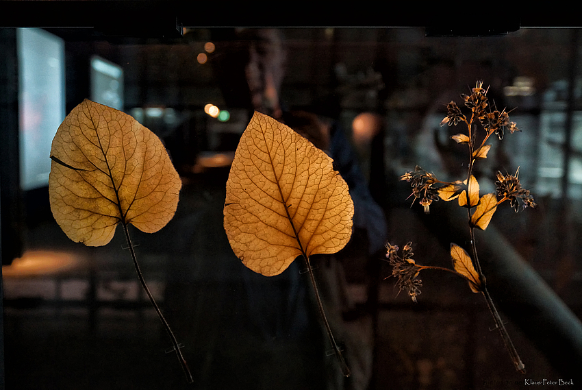 Herbarium im Detail