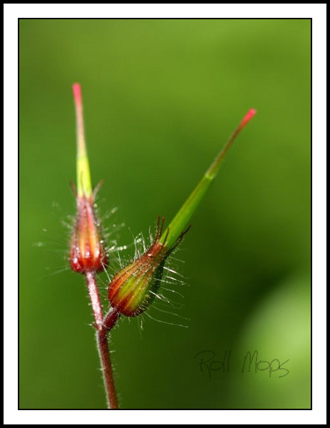 Herbe à Robert...