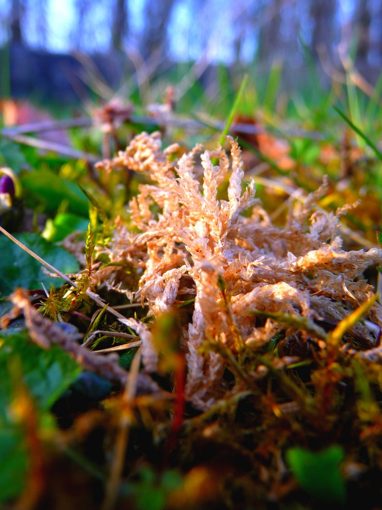 Herbe au soleil