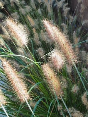 Herbe aux écouvillons
