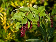 Herbe aux faisans 