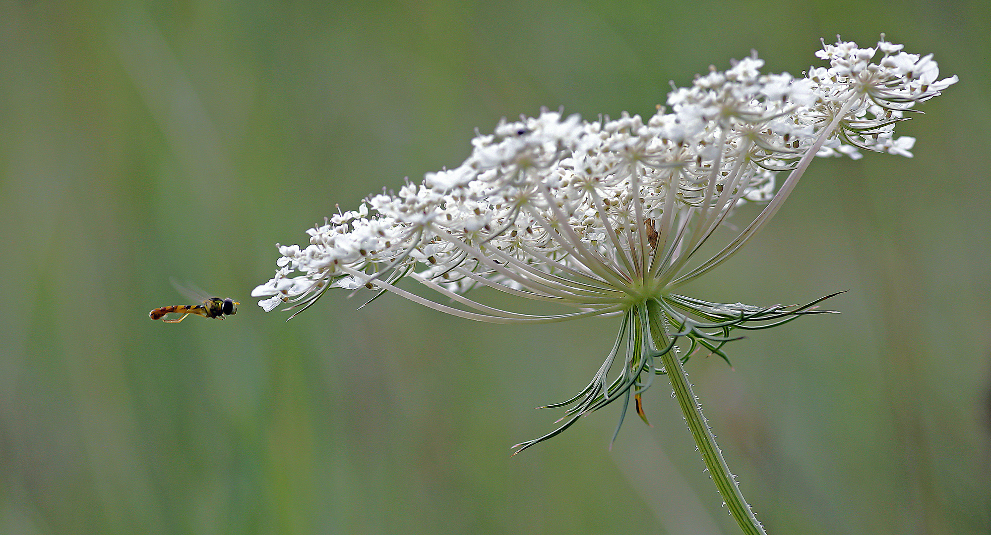 Herbe aux goutteux