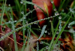 Herbe de cristal