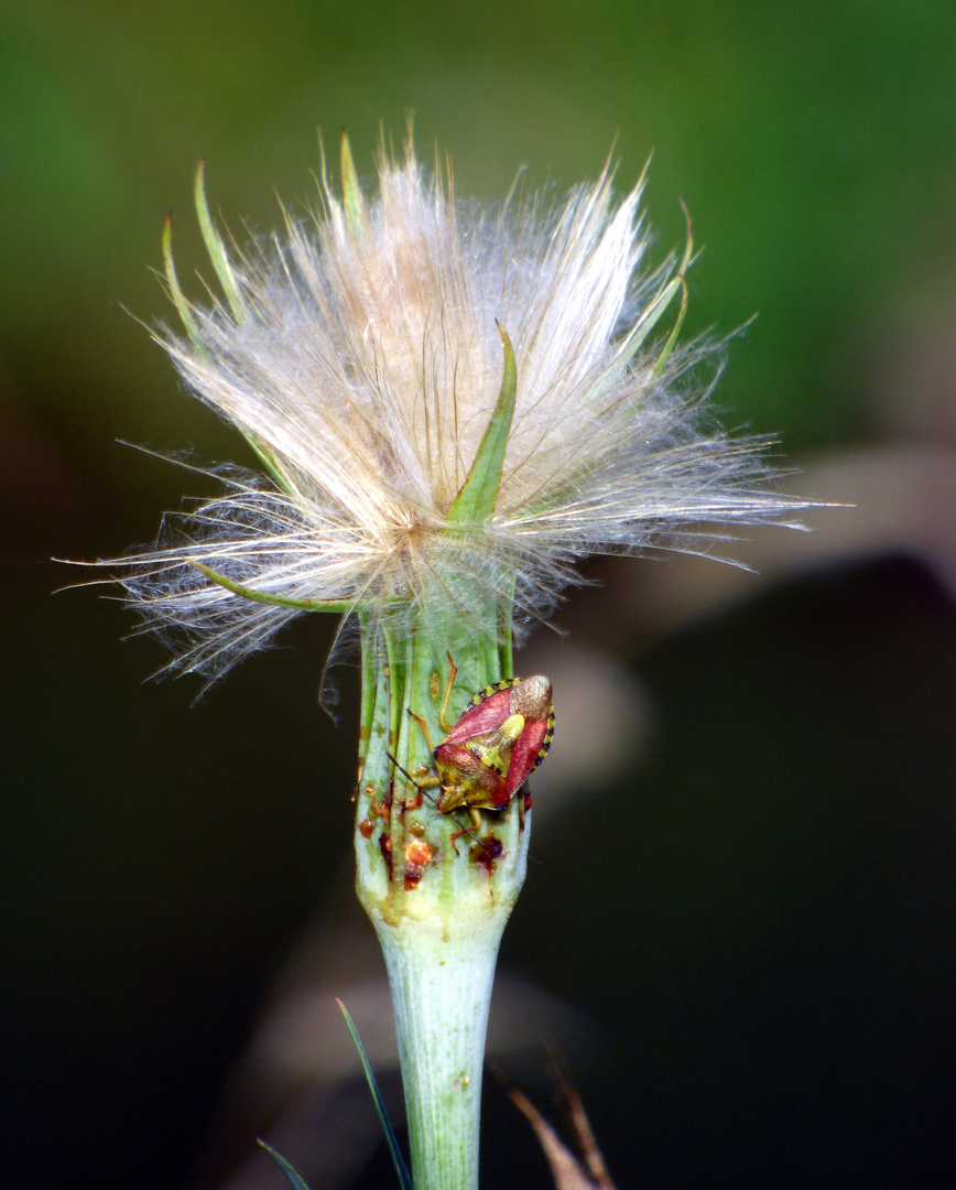 Herbe et son invité