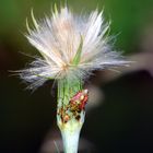 Herbe et son invité