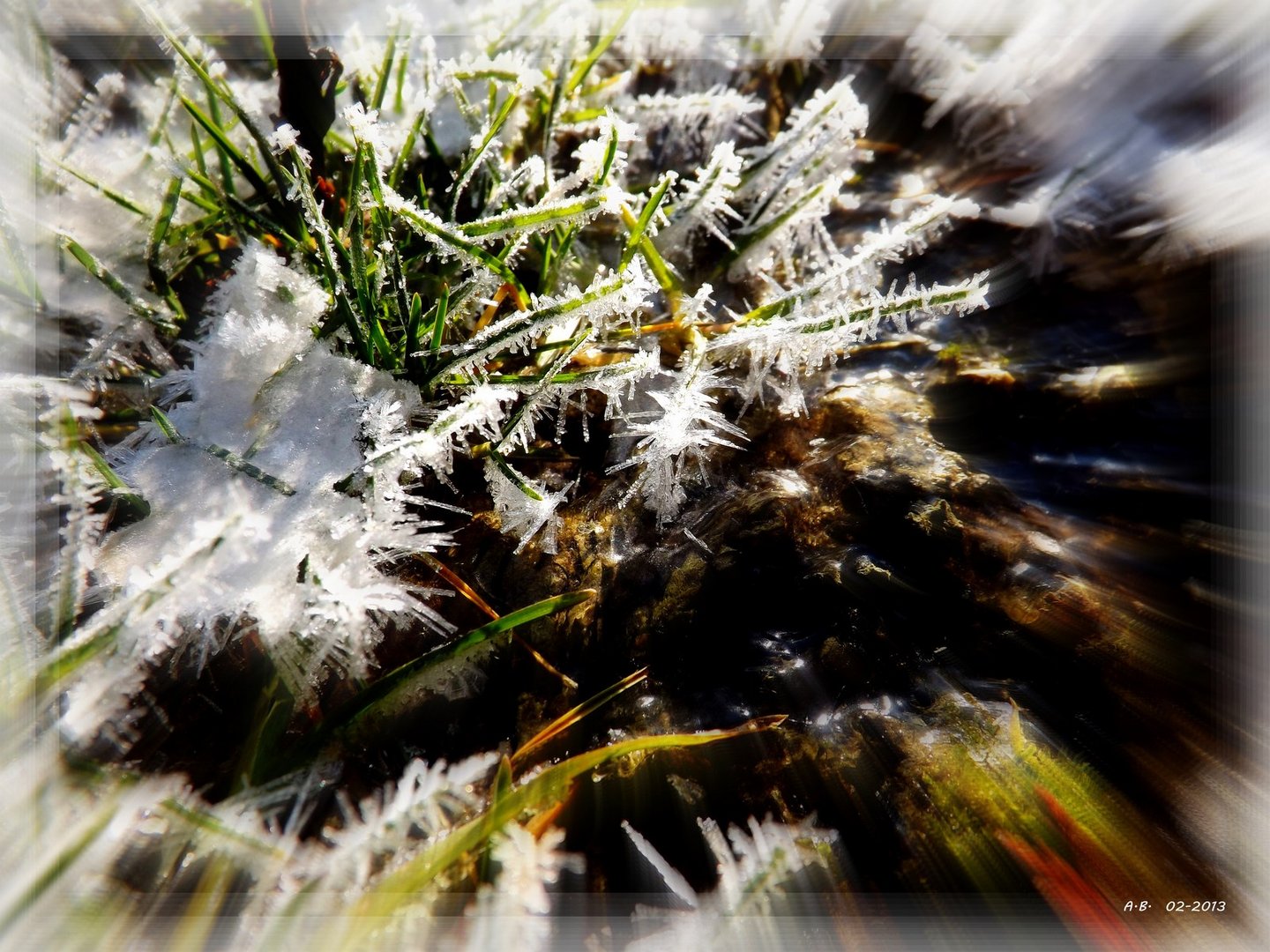 herbe glacée 3