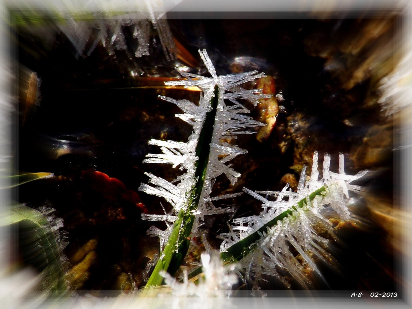 herbe glacée 5
