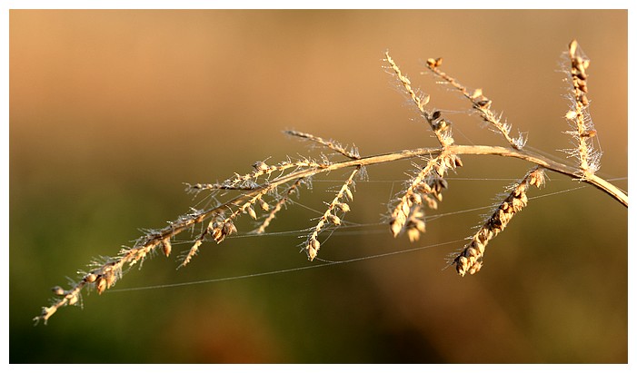 Herbe prise dans la brume matinale