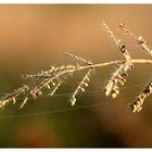 Herbe prise dans la brume matinale