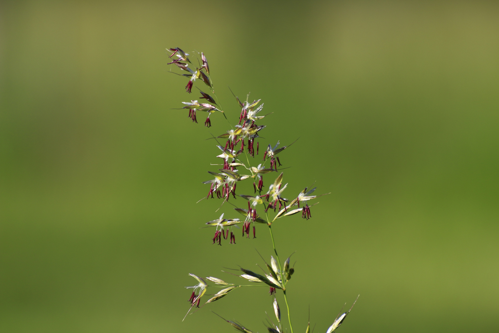 Herbe sauvage