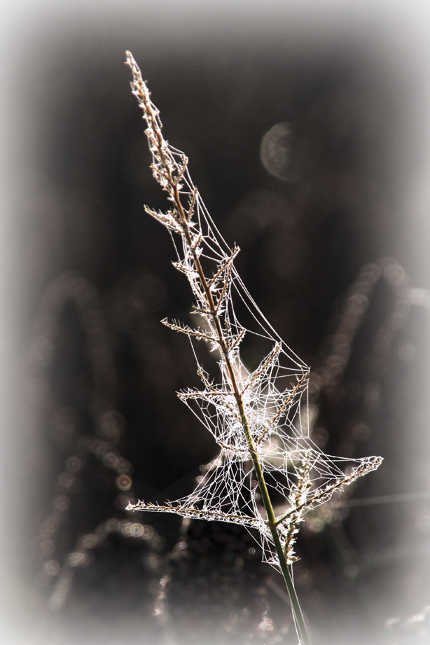 Herbe sauvage et toile...