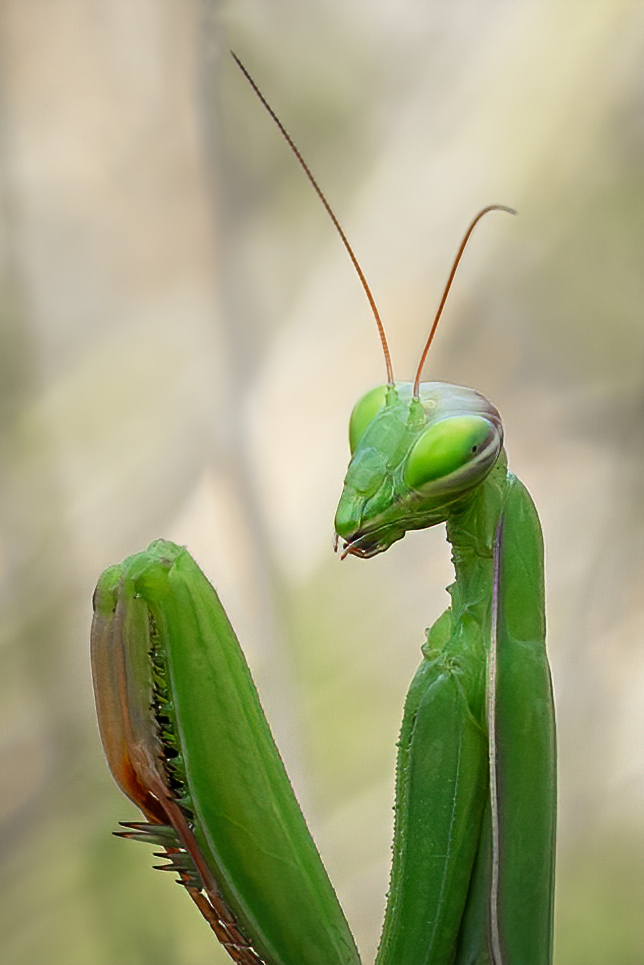 Herbe Schönheit