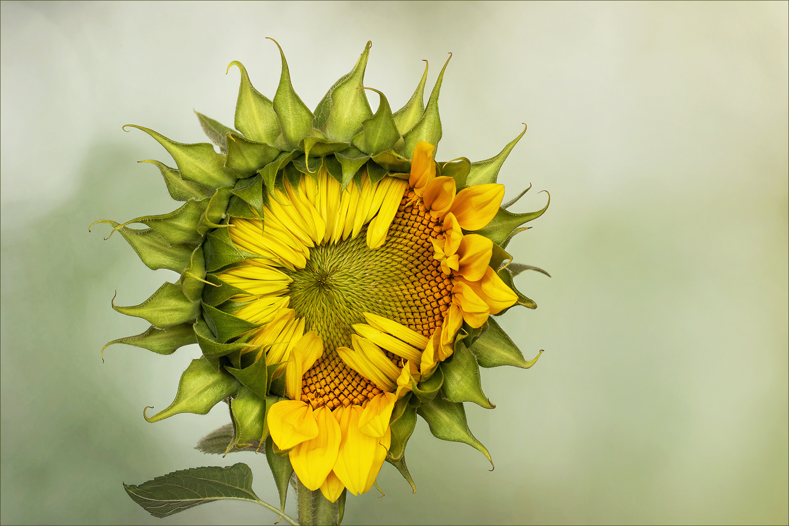 Herbe Schönheit II...    Helianthus annuus...