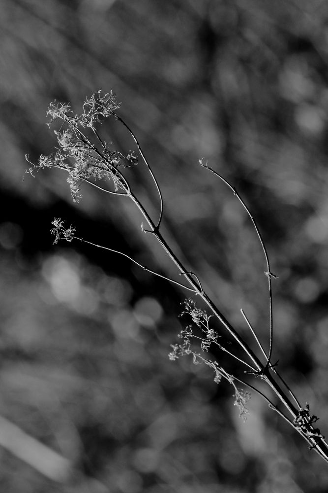 herbe séchée