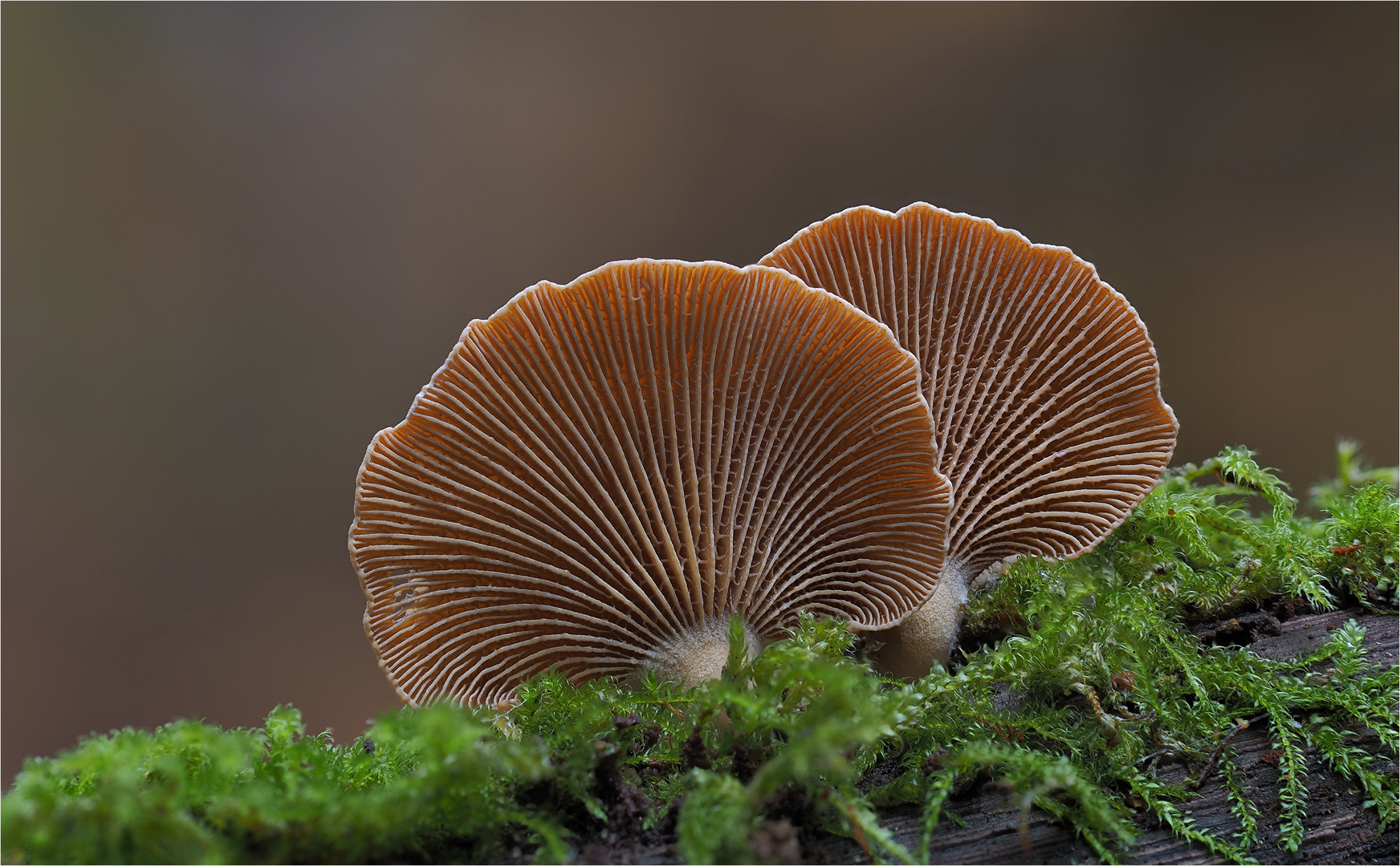 Herber Zwergknäueling Foto & Bild wald, natur, nahaufnahme Bilder auf