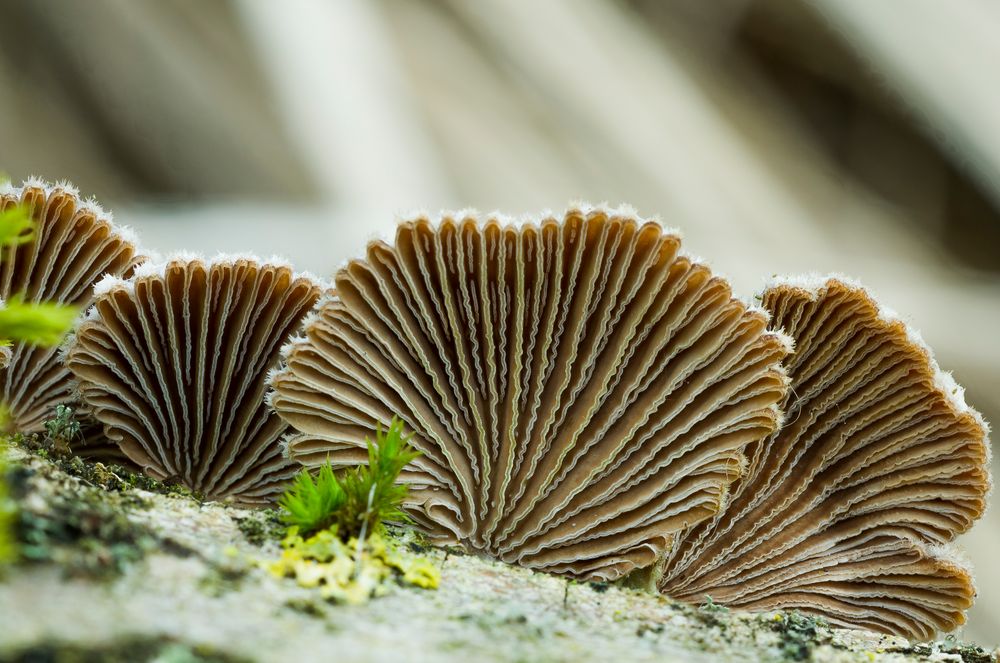 Herber Zwergknäueling (Panellus stypticus)