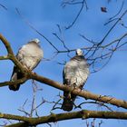 Herbert guck mal die fotografiert uns doch .... ruf unseren Anwalt an ...