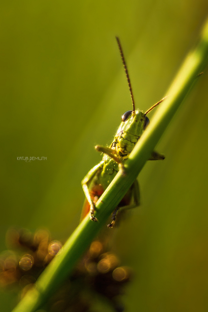 Herbert the grasshopper