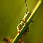 Herbert the grasshopper