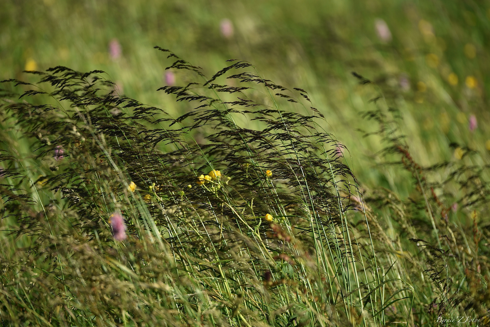 Herbes dans le vent