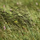 Herbes dans le vent