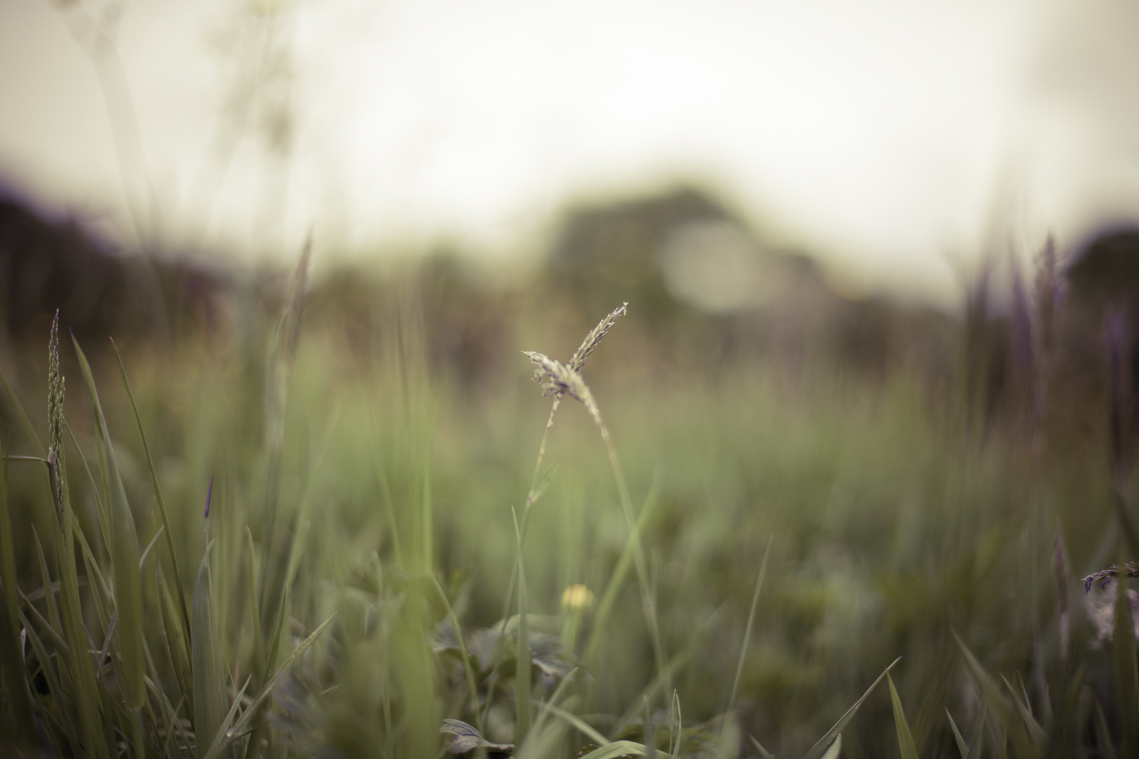 Herbes