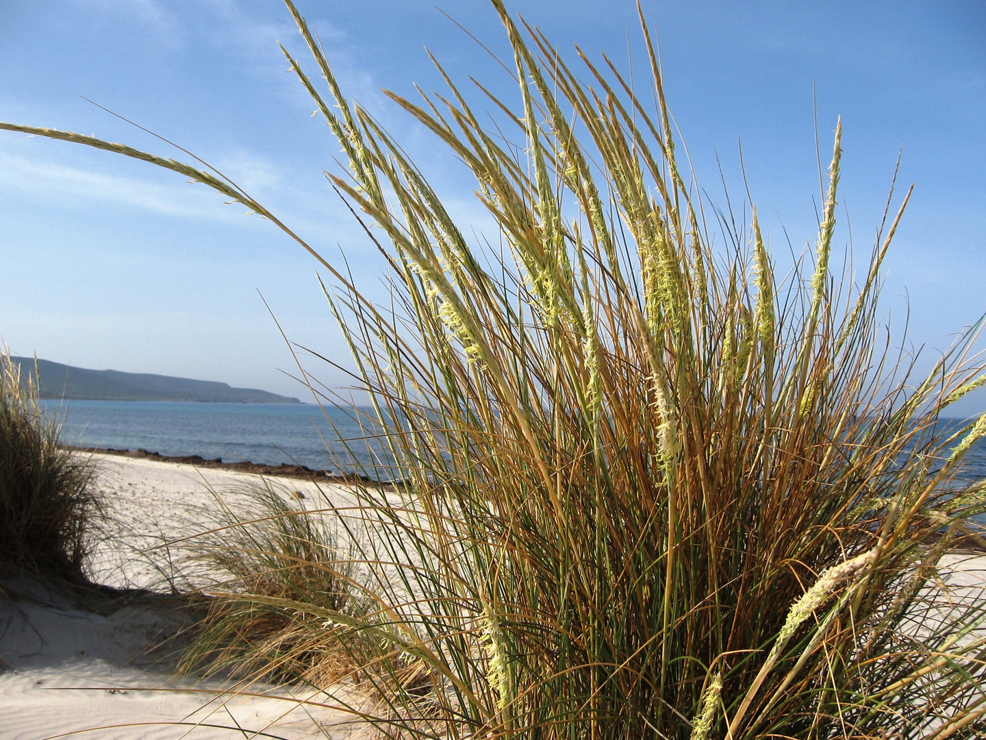 Herbes de dunes.