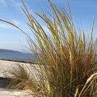 Herbes de dunes.