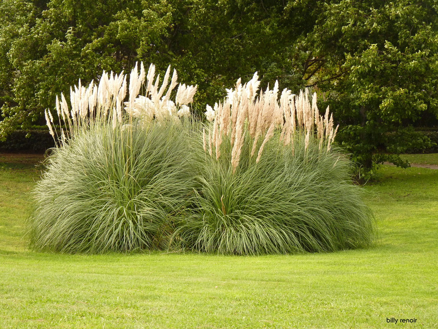 herbes de la pampa ©