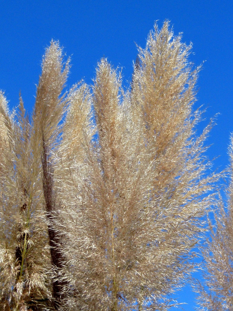 herbes de la pampa