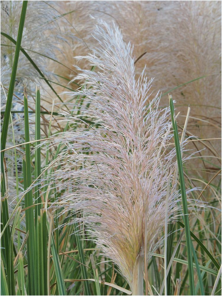 Herbes de la Pampa