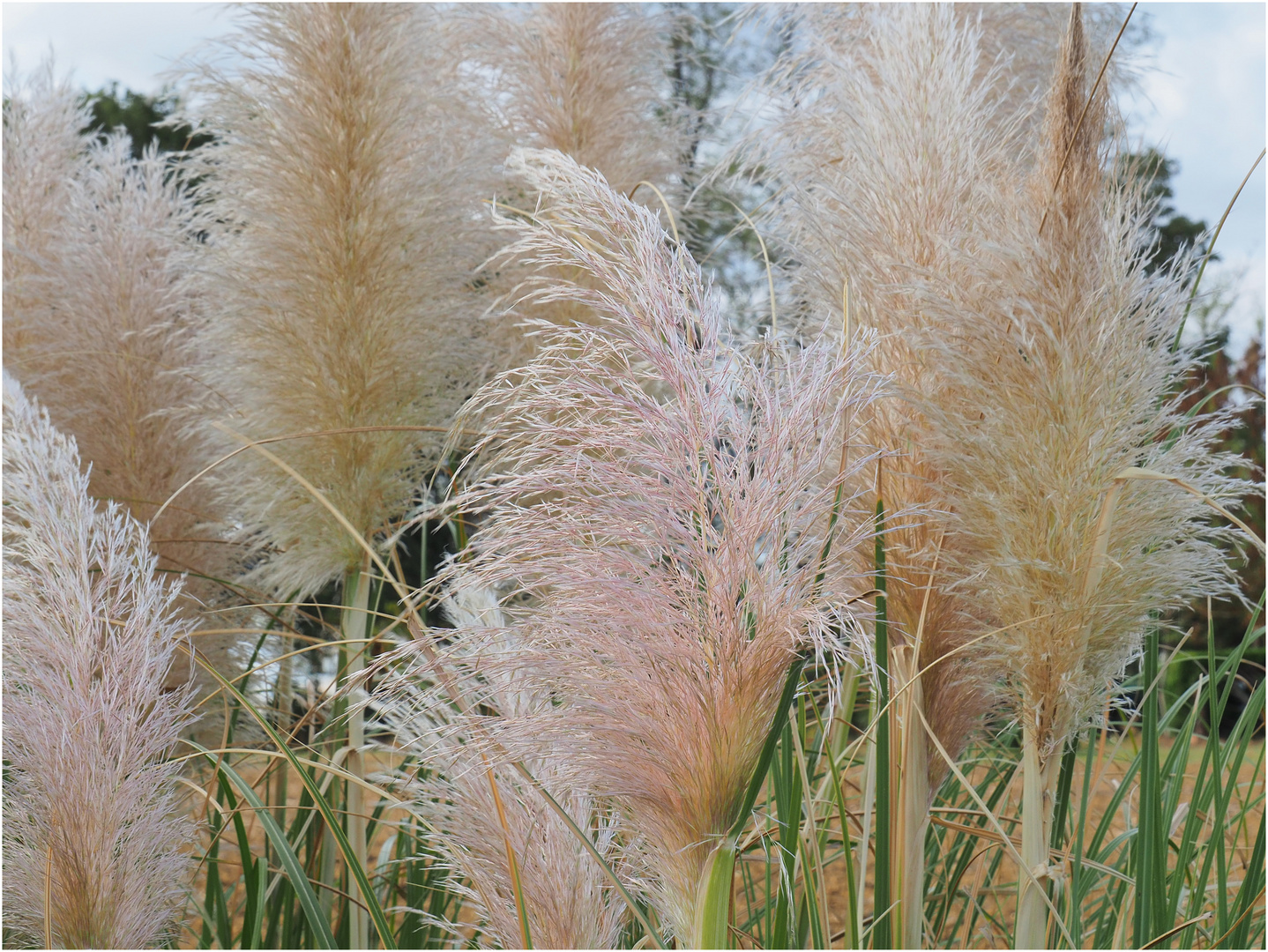 Herbes de la pampa