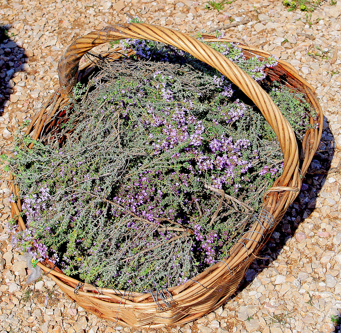 Herbes de Provence ! photo et image divers, la nature simplement