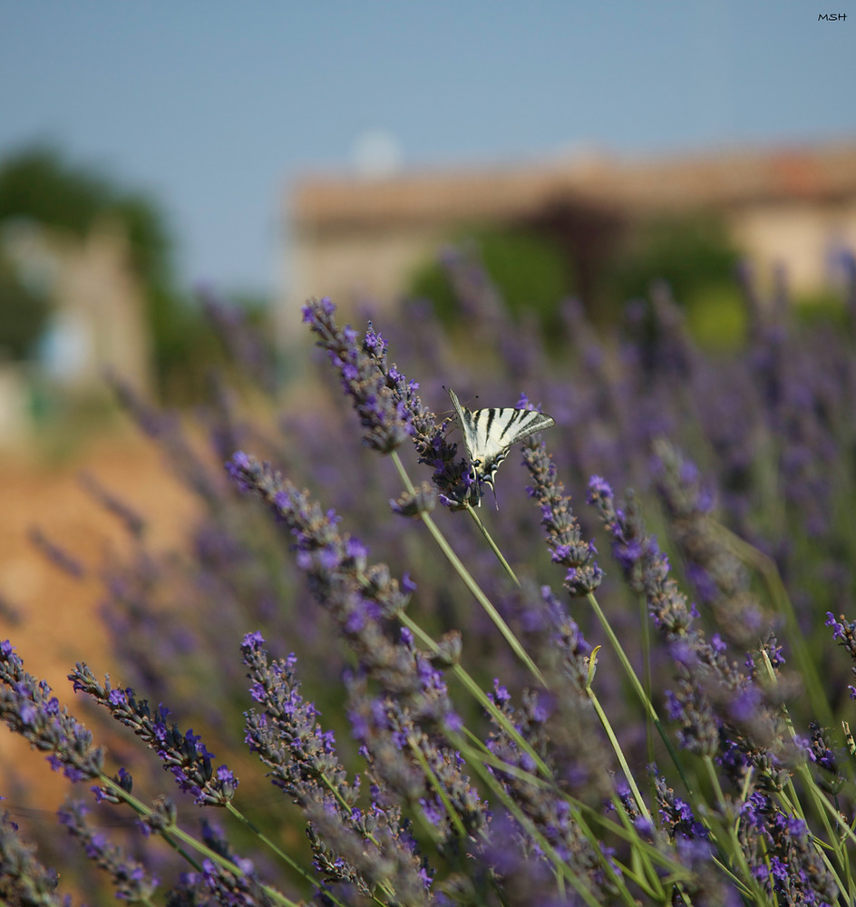 Herbes de Provence ... quelle odeur ...
