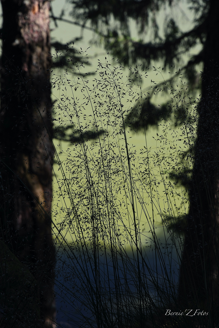 Herbes du lac vert