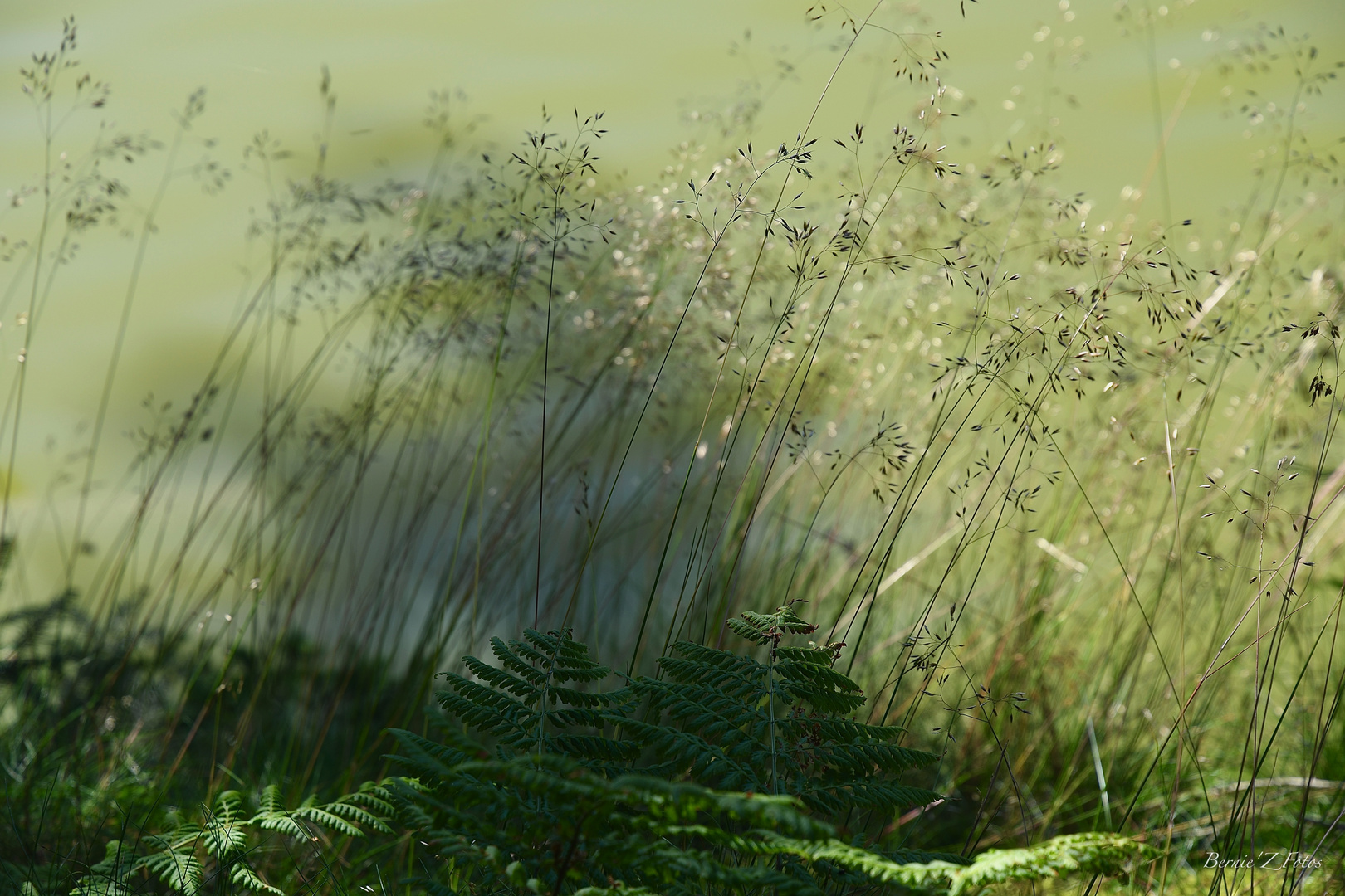 Herbes entre ombre et lumière