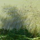 Herbes entre ombre et lumière