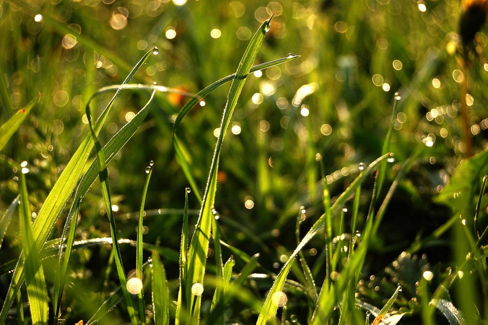 herbes et rosée