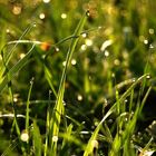 herbes et rosée