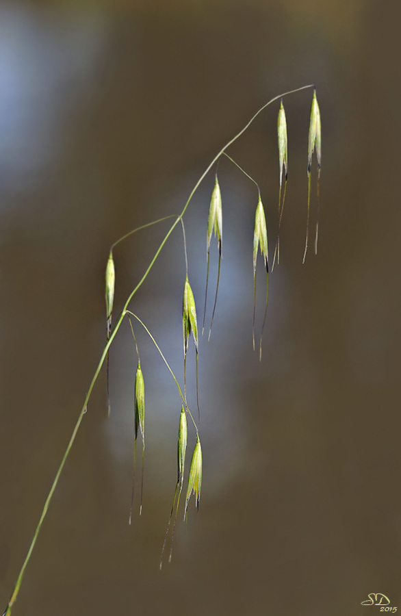 Herbes folles.