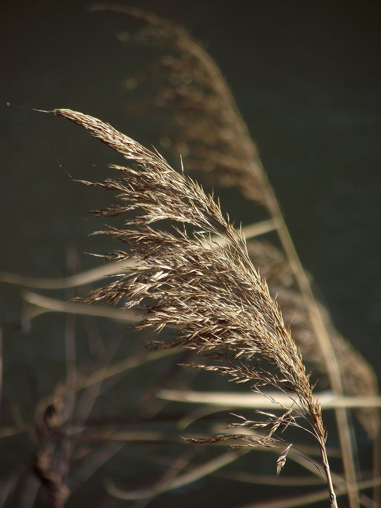 HERBES FOLLES AU BORD DU LAC