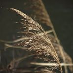 HERBES FOLLES AU BORD DU LAC