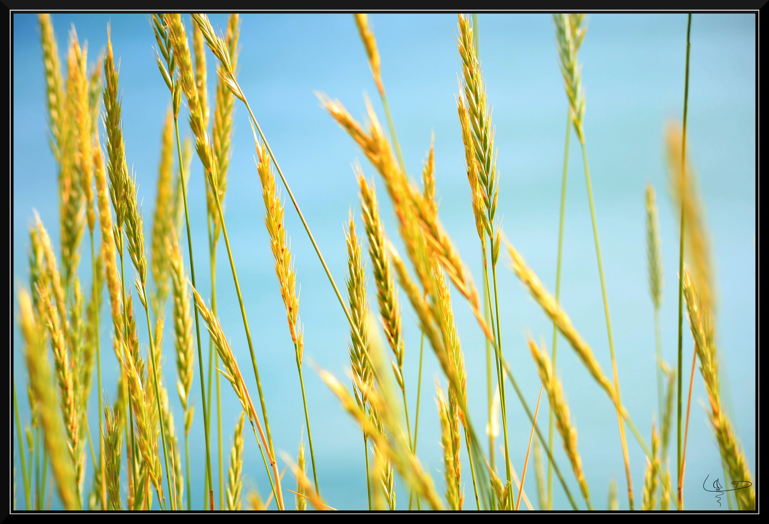 Herbes folles