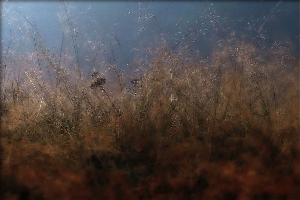 Herbes folles dans la brume