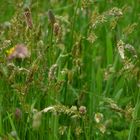 Herbes folles du printemps